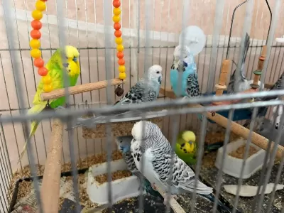 Hazir Genç Jumbo Kuşlar
