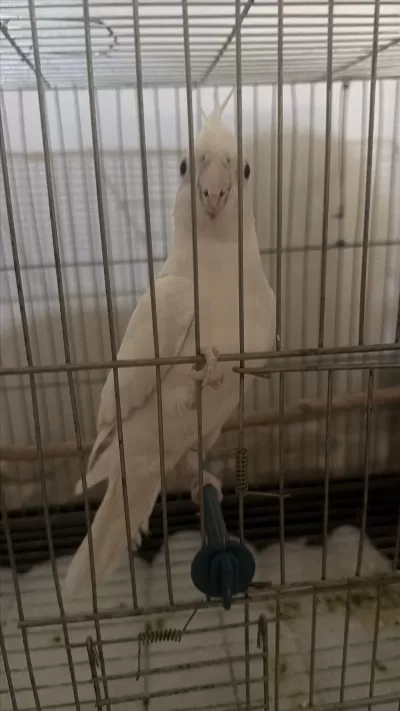 3 Aylık Erkek Sultan Papağanı Konuşuyor