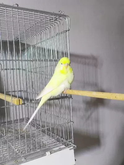 Jumbo Dişi Muhabbet Kuşları