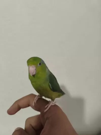 Forpus Erkek Cüce Papağanımız