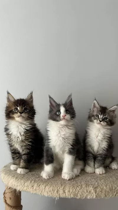 Sağlik Ve İrk Garantili Minik Maine Coon Devler