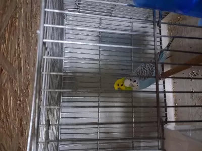Sağlıklı Muhabbet Kuşlarımız