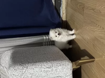 2 Dişi Ve 1 Erkek İki Aylık Pomeranian Spitz