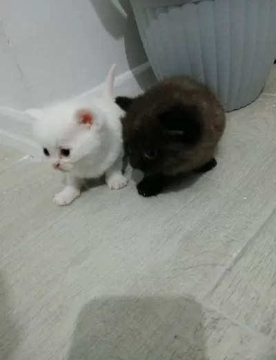 Son Kalan Erkek Yavru British Shorthair