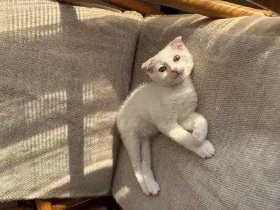 Ücretsiz Sahiplendirme Scottish Fold
