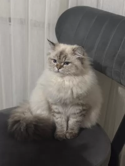 British Longhair Badem Kizimiza Yeni Yuva Ariyoruz