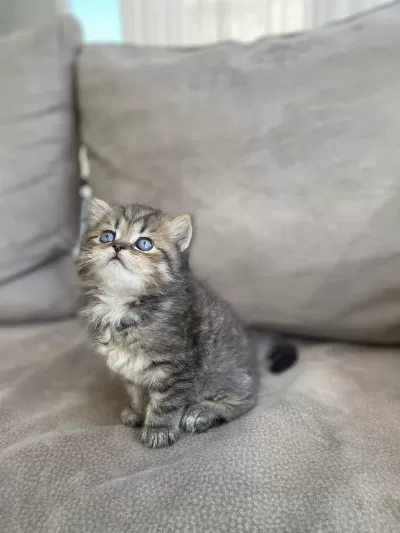 British Shorthair Yavrularımız