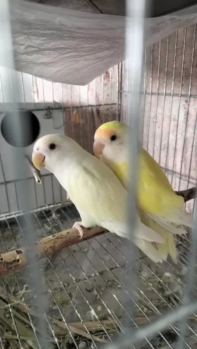 Takım Sevda Papağanı
