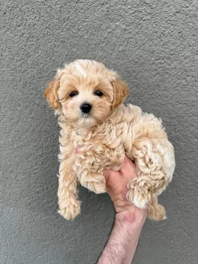 Sağlıklı Sahibinden Maltipoo