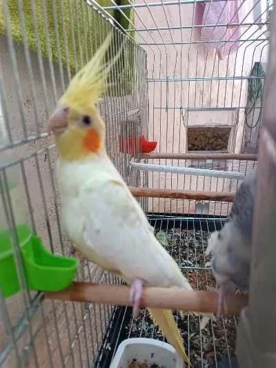 Lutino Sultan Papağanı
