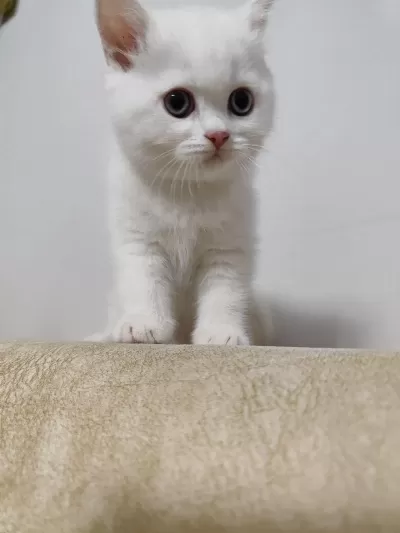 British Shorthair White