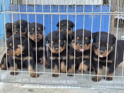 A Şecereli Macar Koca Kafa Küt Burun Rottweiler Yavrular