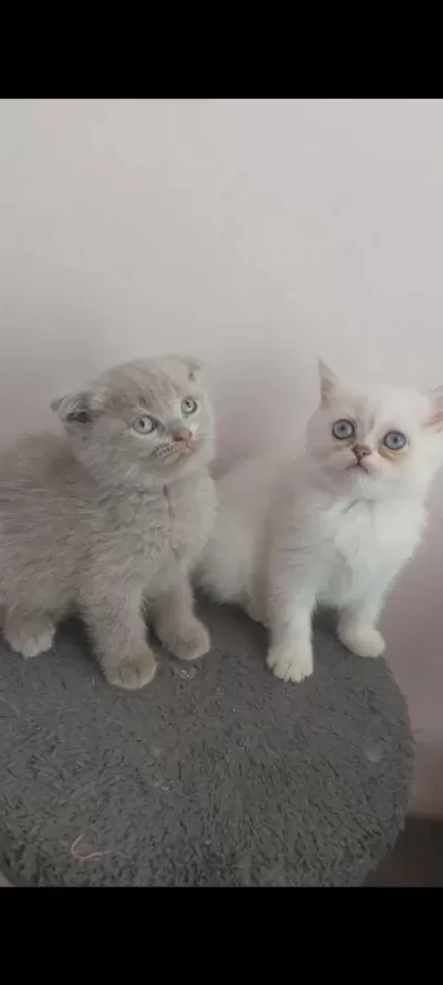 İsparta Son 2 Yavrum Uygun Puanla 1 Dişi Ve 1 Erkek