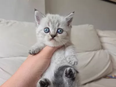 Munckin Cüce Kedi Arayanlara