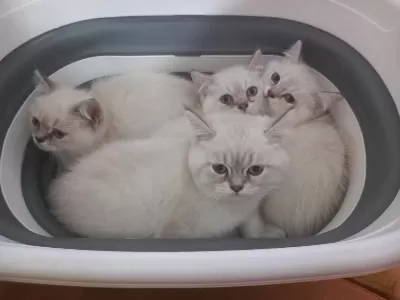4 Adet 2.5 Aylık Silver Point British Shorthair
