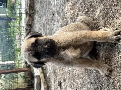 40 Günlük Sağlıklı Yavru Köpekler