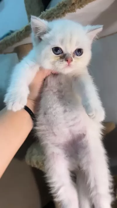 British Shorthair Golden Point Erkek