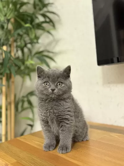 Blue British Shorthair Yavrularim