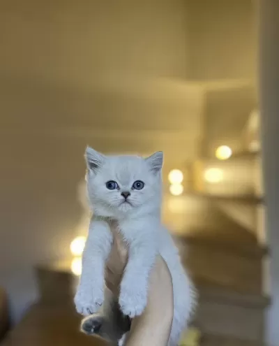 Bebek Yüz British Shorthair Silver Yavrularim