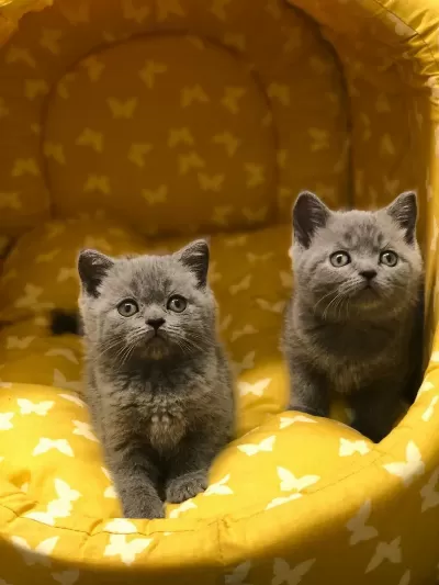 Gri British Shorthair Yavrularim