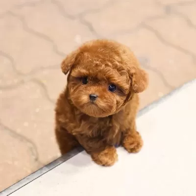 Cana Yakin Kore Toy Poodle Bebeklerimiz