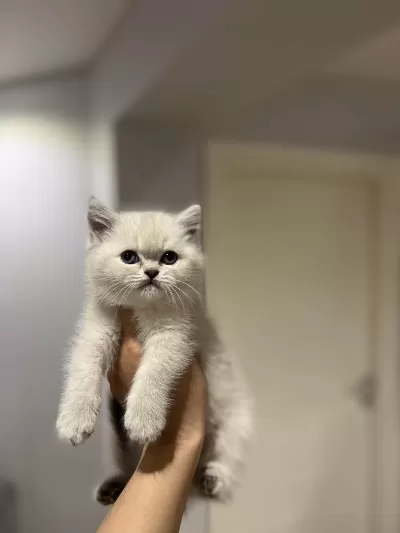 Emsalsiz Güzellikte British Shorthair Yavrularim