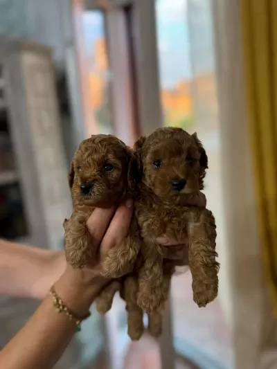 Toy Poodle Minik Köpekler