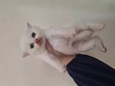 British Shorthair Beyaz Kedimiz