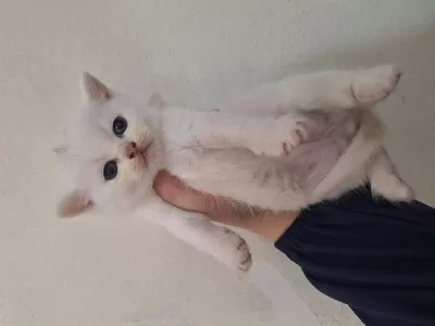British Shorthair Yavru Kedimiz
