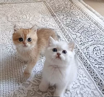 Safkan British Shorthair Yavrular