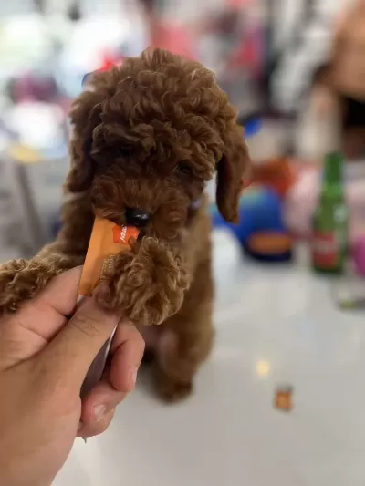 Biblo Güzelliğine Sahip Mikrochipli Poodle Bebekler