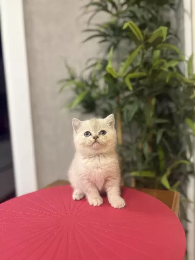 A Kalite British Shorthair Yavrularim