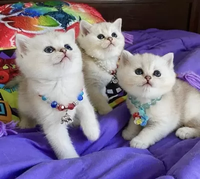 British Shorthair Silver Point Yavrularim