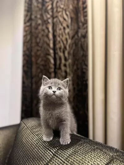 Birbirinden Güzel British Shorthair Yavrularim