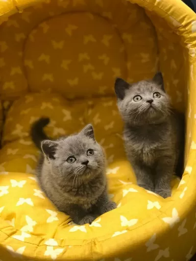 Gri British Shorthair Yavrular
