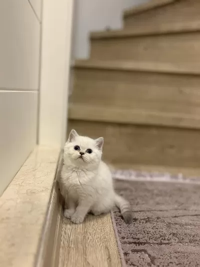 Güzeller Güzeli British Shorthair Yavrularim
