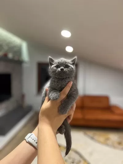 Birbirinden Güzel British Shorthair Yavrularim