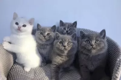 British Shorthair Gri Yavrularim