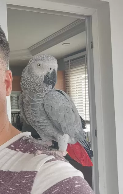 Evcil Konuşan Jako Papağani