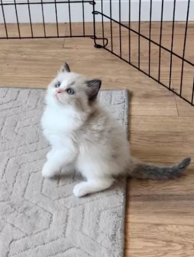 Secereli Ragdoll Yavrulari
