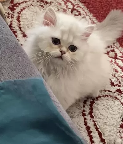 Acil Ve Ücretsiz Sahiplendirme British Longhair