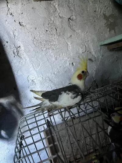 Sahibinden Sultan Papağanları İçin Ulaşın