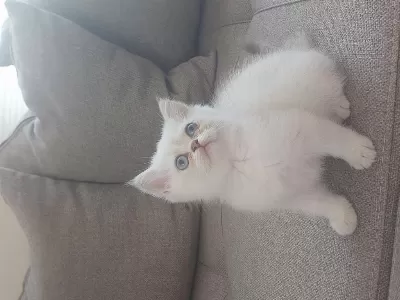Kalite Bizde Güven Bizde Showroom Cins Kediler