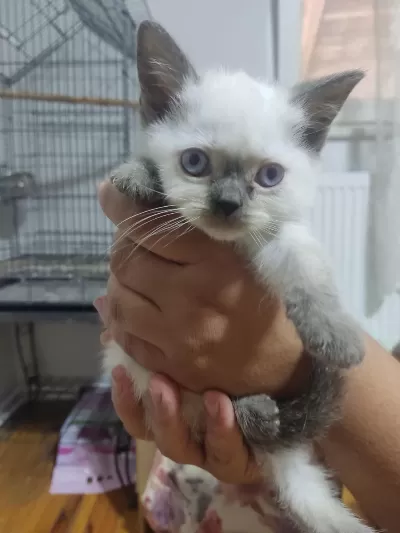 2 Aylık British Shorthair Yavrular