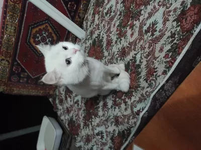 Harika Aşıları Tam Kedimiz