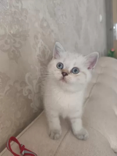 Harika Bir Bebek British Shorthair