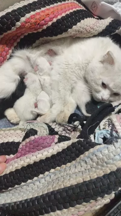 Sütten Kesilmemiş Yavru Kediler Ve Anne