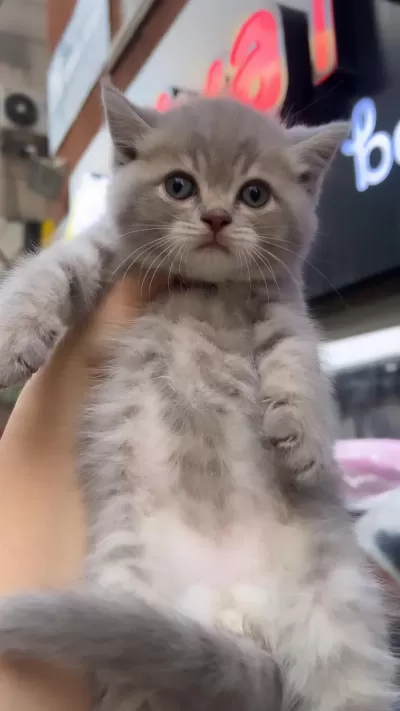 British Shorthair Lilac Top Kafa Erkek