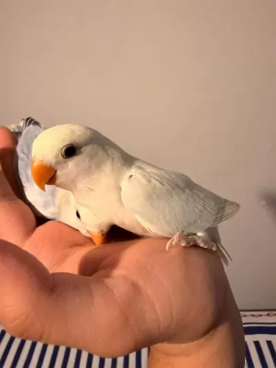 El Besleme Yavru Sevda Papağanı Mutasyon Renkli
