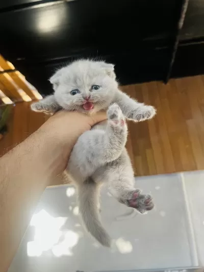 Biblo Surat Scottish Fold Bebişler